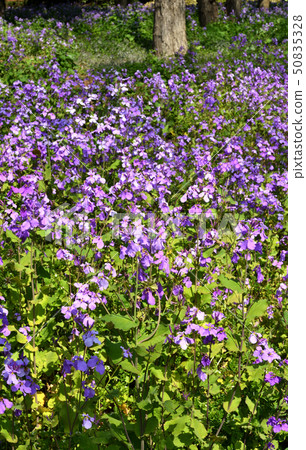 在皇宮周圍漫步:Kitanomaru Park Chokkasai Brassicaceae的植物 在皇宮周圍漫步:Kitanomaru Park Chokkasai Brassicaceae的植物 50835328