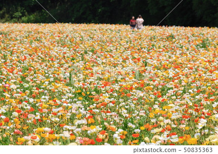 Iceland Poppy Iceland Poppy 50835363