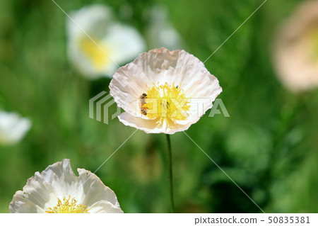 冰島罌粟 50835381