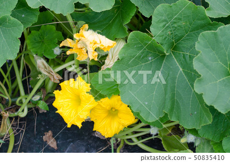 南瓜花 50835410