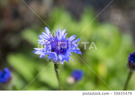 矢車菊 50835479