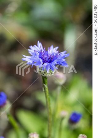 矢車菊 50835480