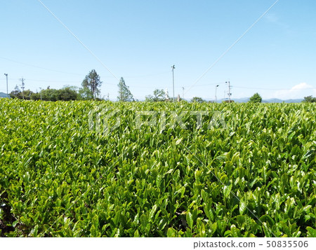Tea plant 1 Tea plant 1 50835506