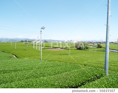 Tea plant 2 50835507