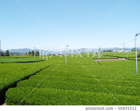 Tea plant 6 50835511