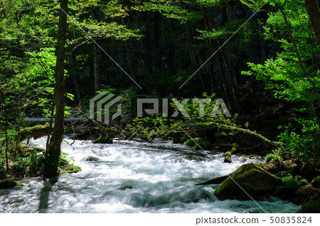 Oirase mountain stream in spring 50835824