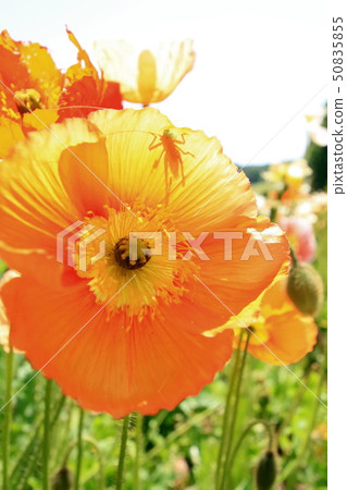 冰島罌粟 50835855