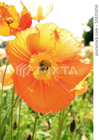 Iceland Poppy Iceland Poppy 50835856