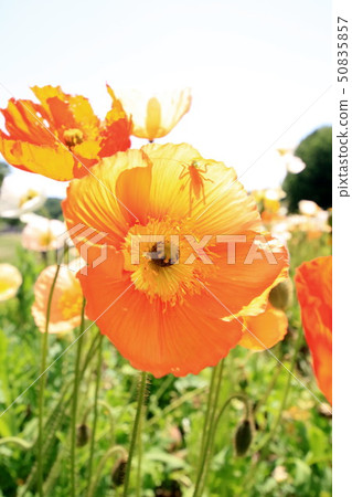 Iceland Poppy Iceland Poppy 50835857