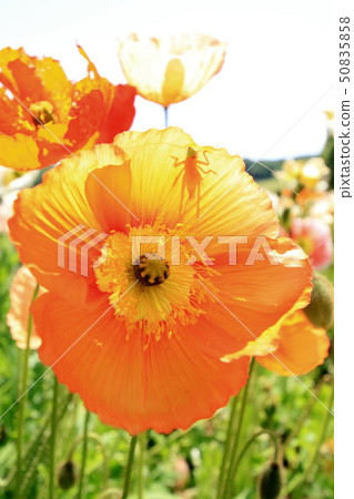 Iceland Poppy Iceland Poppy 50835858