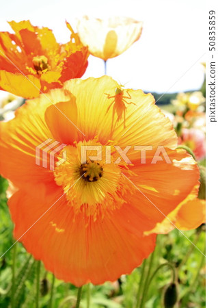 Iceland Poppy Iceland Poppy 50835859