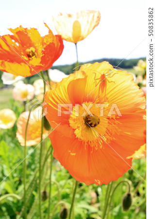 Iceland Poppy Iceland Poppy 50835862