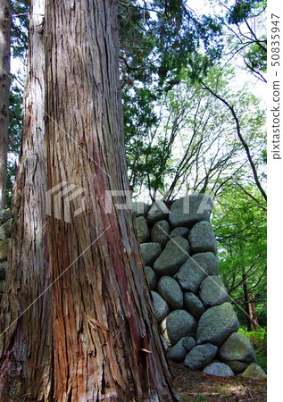 在Okochi城堡的Sugi和Ishigaki 50835947