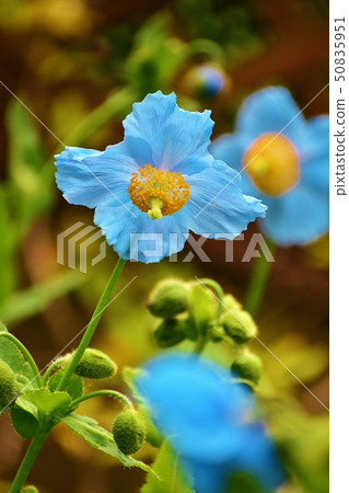 夢幻般的藍色罌粟 50835951
