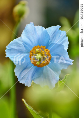 藍罌粟 50835953