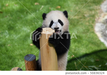 Baby panda 50836324