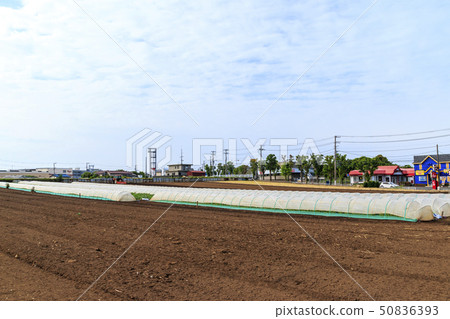 Field (early summer) Field (early summer) 50836393