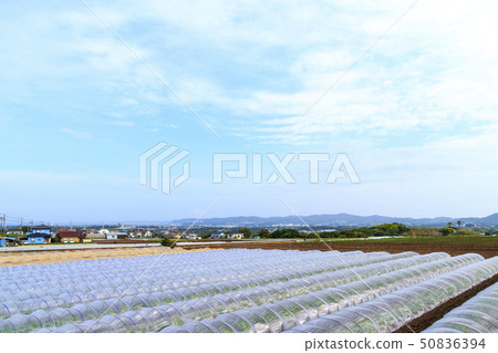 Field (early summer) Field (early summer) 50836394