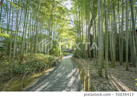 修善寺溫泉竹林小直徑 50836413