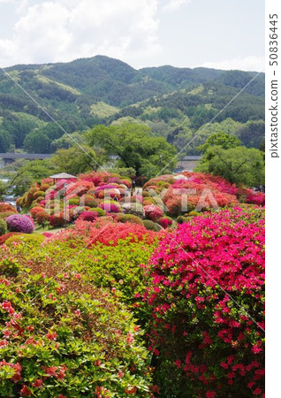 信州岡谷鶴島公園（Tsurumi Nekoen）30,000股花卉景點 50836445
