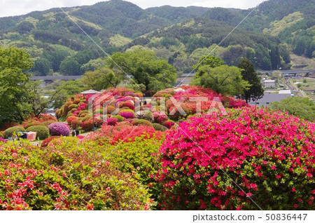 Shinshu Okaya Tsurushima Park (Tsurumi Nekoen) 30,000 shares of flower spots Shinshu Okaya Tsurushima Park (Tsurumi Nekoen) 30,000 shares of flower spots 50836447
