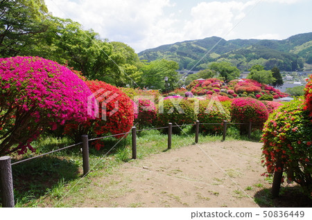 信州岡谷鶴島公園(Tsurumi Nekoen)30,000股花卉景點 信州岡谷鶴島公園(Tsurumi Nekoen)30,000股花卉景點 50836449