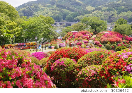 信州岡谷鶴島公園(Tsurumi Nekoen)30,000股花卉景點 信州岡谷鶴島公園(Tsurumi Nekoen)30,000股花卉景點 50836452