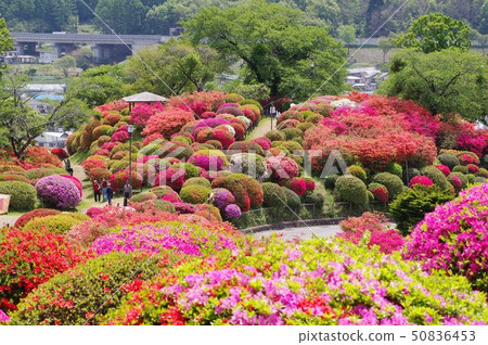信州岡谷鶴島公園（Tsurumi Nekoen）30,000股花卉景點 50836453