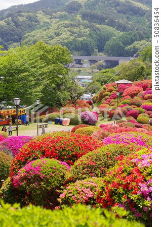 信州岡谷鶴島公園（Tsurumi Nekoen）30,000股花卉景點 50836454