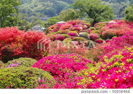 Shinshu Okaya Tsurushima Park (Tsurumi Nekoen) 30,000 shares of flower spots 50836468