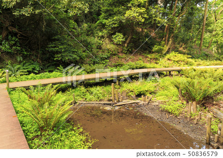 Koami(初夏) Koami(初夏) 50836579