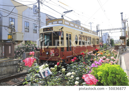 Toden荒川線Minowabashi站玫瑰 50836877