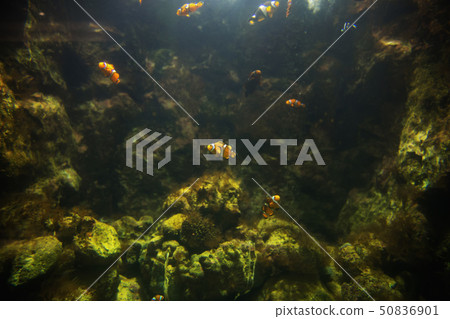 Clown fish in the aquarium, focus selective Clown fish in the aquarium, focus selective 50836901
