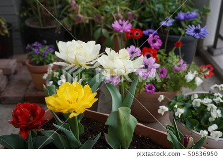 Veranda flower bed 50836950