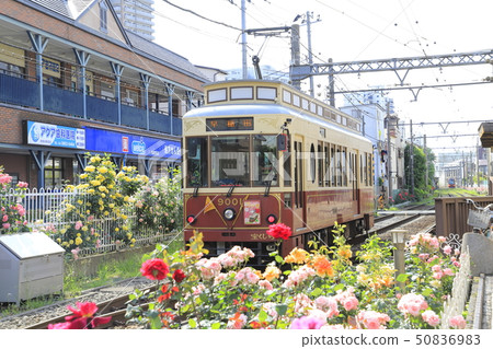 Toden荒川線Minowabashi站玫瑰 Toden荒川線Minowabashi站玫瑰 50836983