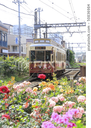 Toden荒川線Minowabashi站玫瑰 Toden荒川線Minowabashi站玫瑰 50836984
