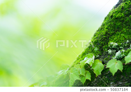 刷新的新綠色圖像森林離開生態查尋植物春天圖像 刷新的新綠色圖像森林離開生態查尋植物春天圖像 50837184