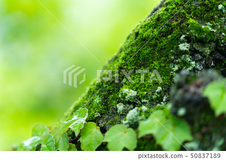 Refreshing fresh green image Forest Leaves Ecology Looking up Plants Spring image 50837189