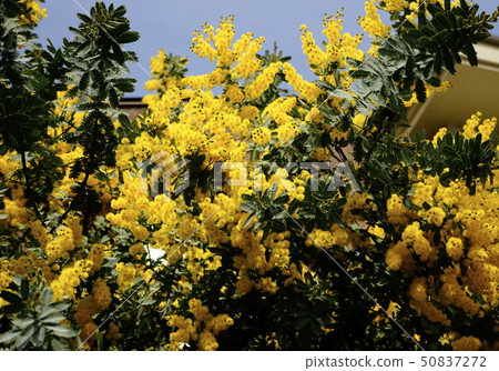 Acacia yellow flower Acacia yellow flower 50837272