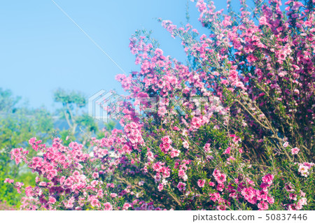 Izu Shiki Flower Park-Goryu Bai Izu Shiki Flower Park-Goryu Bai 50837446