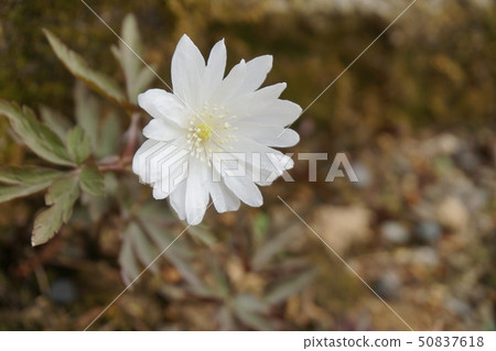Chrysanthemums Chrysanthemums 50837618
