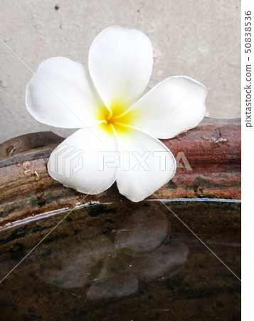White Frangipani flowers in Summer. 50838536