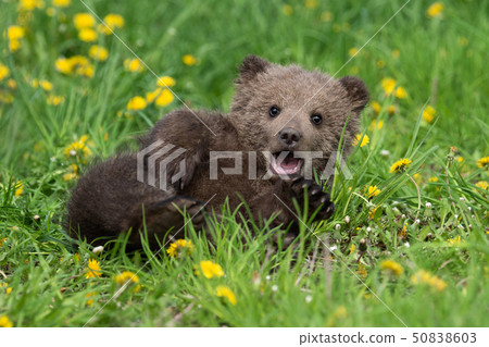Brown bear cub playing on the summer field Brown bear cub playing on the summer field 50838603