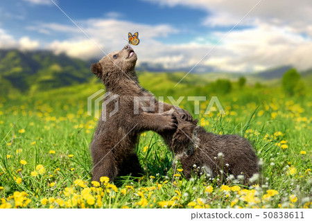 Brown bear cub playing on the summer mountain with Brown bear cub playing on the summer mountain with 50838611