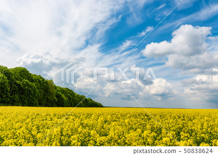 Spring flower field and blue sky Spring flower field and blue sky 50838624
