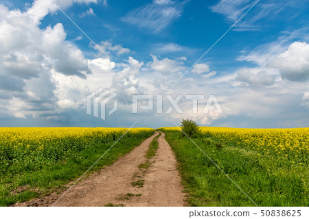 Road in rield of yellow rapeseed against and blue 50838625