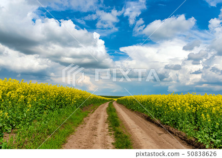 Road in rield of yellow rapeseed against and blue Road in rield of yellow rapeseed against and blue 50838626