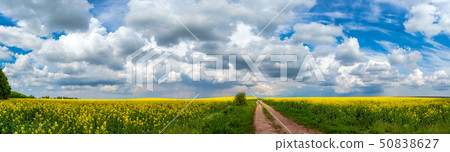 Road in rield of yellow rapeseed against and blue Road in rield of yellow rapeseed against and blue 50838627