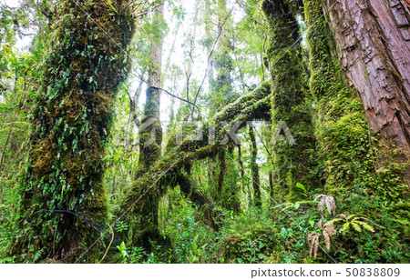 Forest in Chile Forest in Chile 50838809