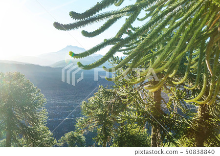 Araucaria 50838840